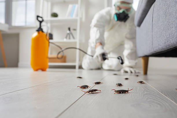 Post-Treatment Bed Bug Interceptor Monitoring in Upper Brookville
